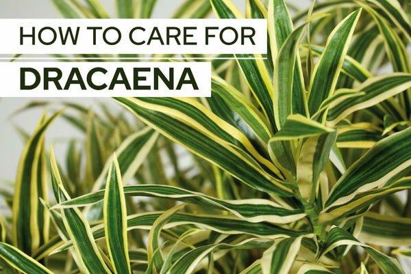 How To Care For Dracaena - Easy Care Tips For Dracaena Plants - Best 