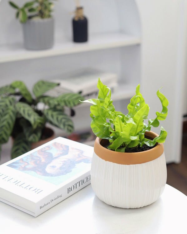 Bird's Nest Fern Houseplant - Air Purifying Plant for The Home - Best Plant  Friend
