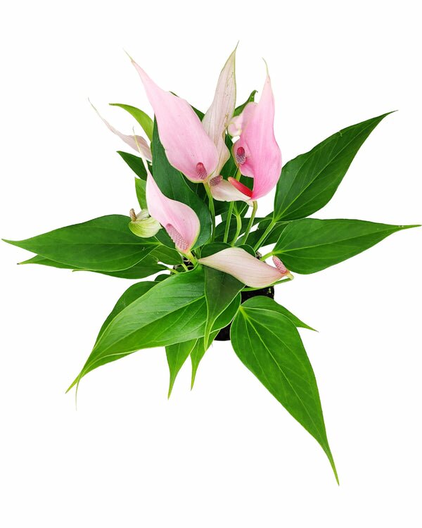 Anthurium Lilli Pink - Pink Flamingo Flower | Flowering Houseplant