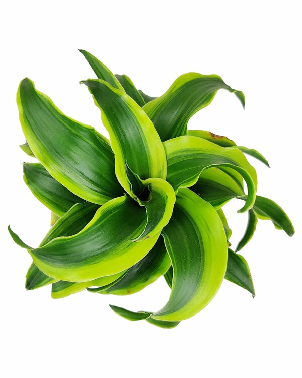 Dracaena fragrans Tornado - Unique Leaves Shaped Houseplant