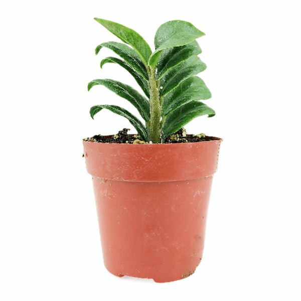 compact zz plant Zamioculcas Zamiifolia 'Zenzi' - Mini Zenzi Plant for Home Office