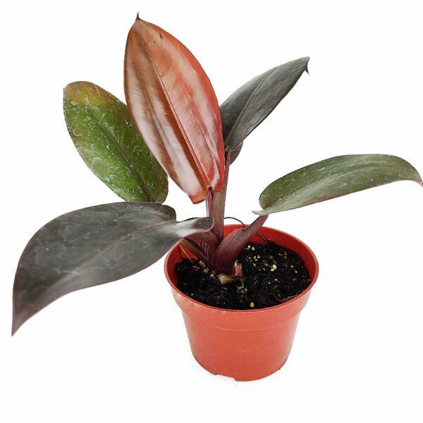 red congo indoor plant Philodendron Rojo Congo - Best Indoor Plant for Home Office Decoration