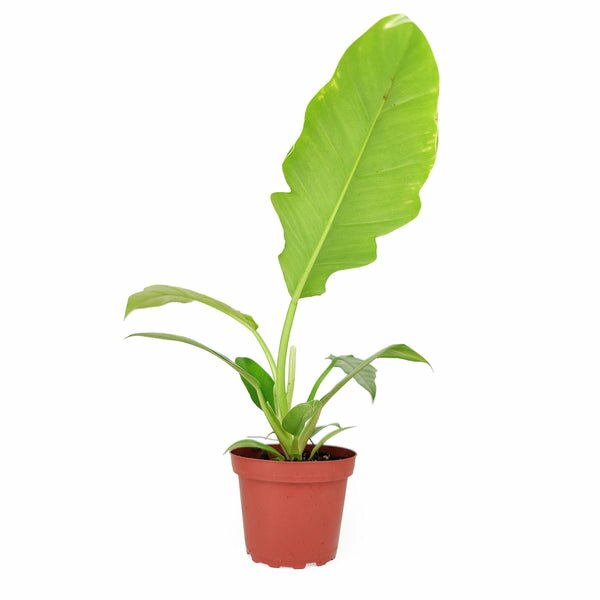 philodendron tiger tooth plant Philodendron Jungle Boogie - Philodendron Tiger Tooth Care Guide