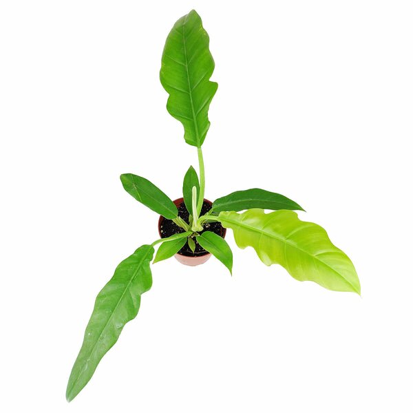 philodendron jungle boogie vs tiger tooth Philodendron Jungle Boogie - Philodendron Tiger Tooth Care Guide
