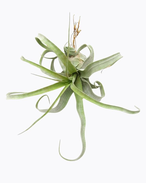 Tillandsia Streptophylla Air Plant - Buy Tillandsia Air Plant Online