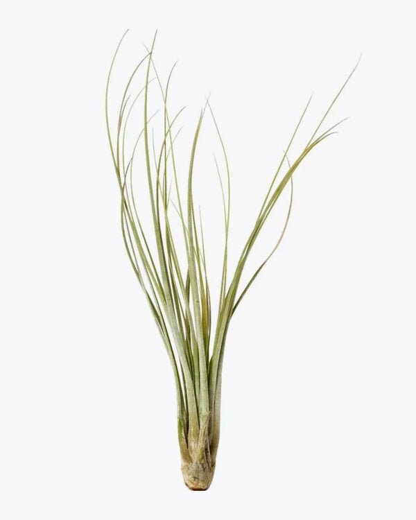 tillandsia juncea air plant Tillandsia Juncea - Long Grassy-green and Needle-like Leaves Air Plant