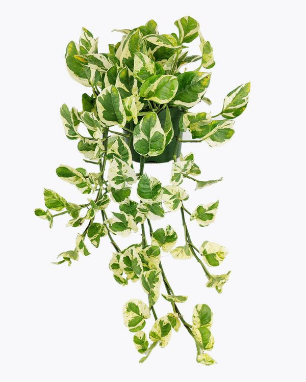 pothos npm 6 inch Pothos N'joy