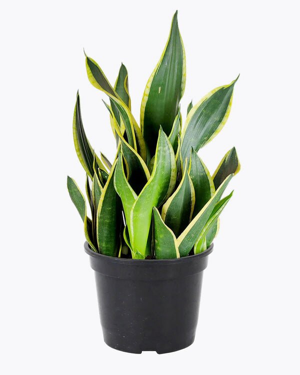 Snake Plant Sansevieria Black Gold Superba - Low Light Houseplant
