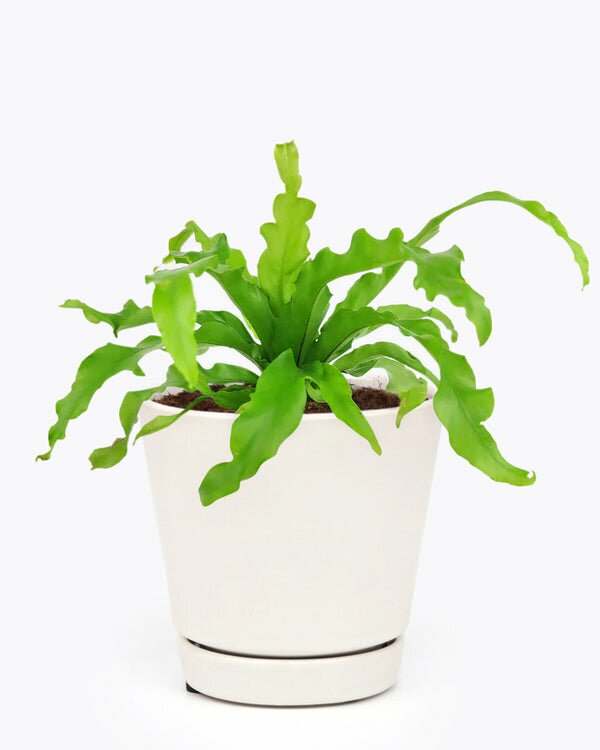 birds nest fern crissie care Bird's Nest Fern Houseplant - Air Purifying Plant for The Home
