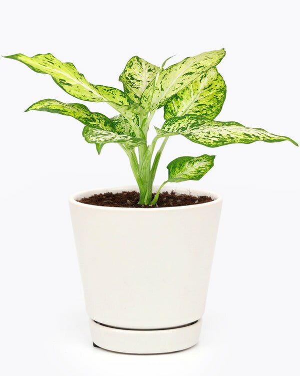 pot size for dieffenbachia Dieffenbachia Amy Live Plant - Tropical Colorful Foliage Indoor Plant