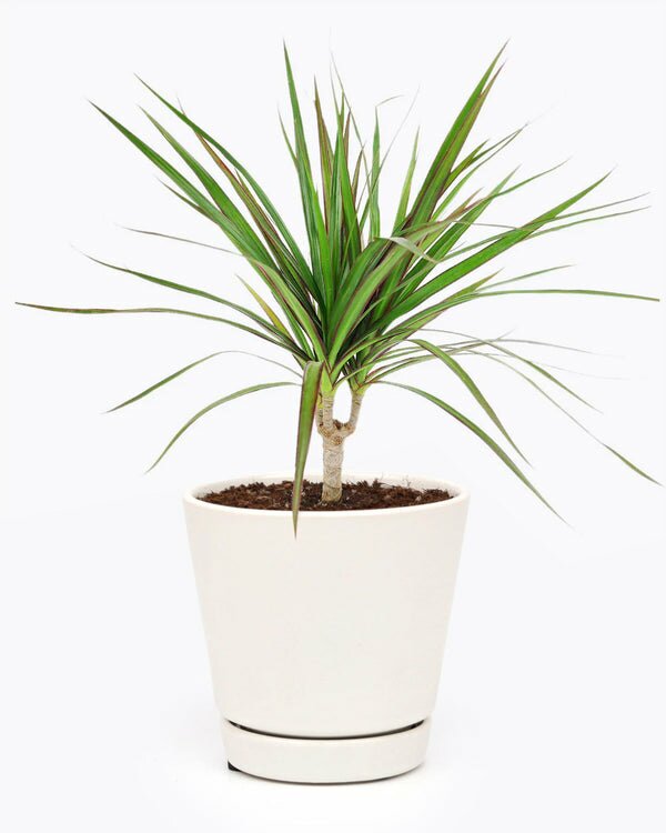dracaena marginata transplant Green Dracaena Marginata Dragon Tree - Easy to Care & Air Purifying Plant