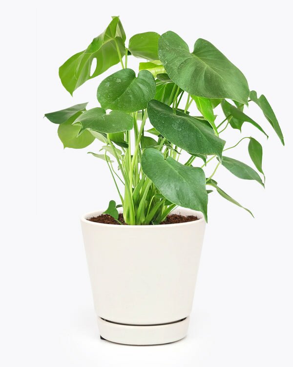 tissue culture monstera Buy Aglaonema “Mahasettee” Bundle of 5 Pl…