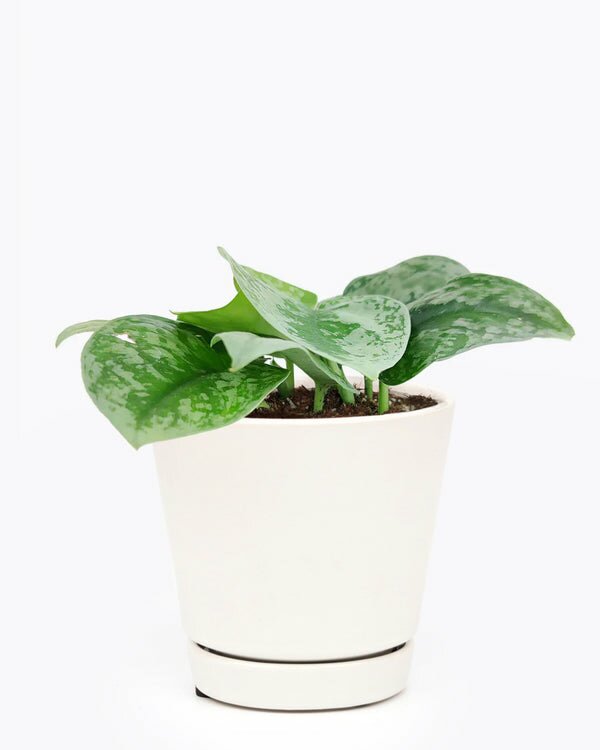 Silver Splash Pothos Colorful Foliage - Easy Care Houseplant for Beginner