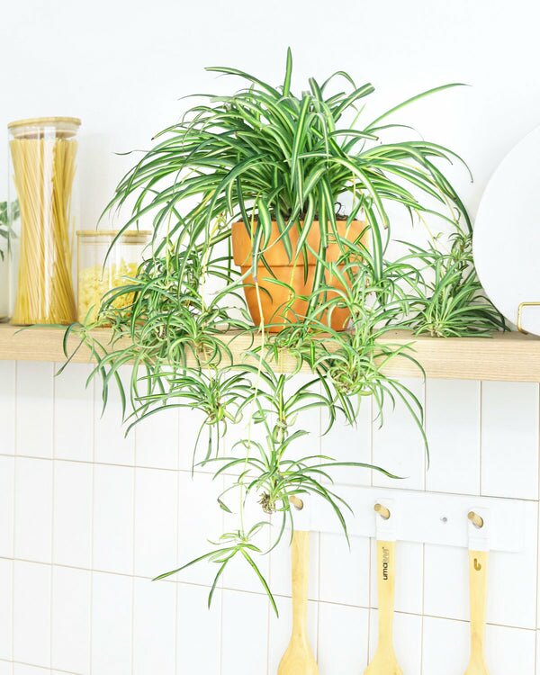 best way to hang spider plants Spider Plant - Low Light Air-purifying Houseplant for House Decoration