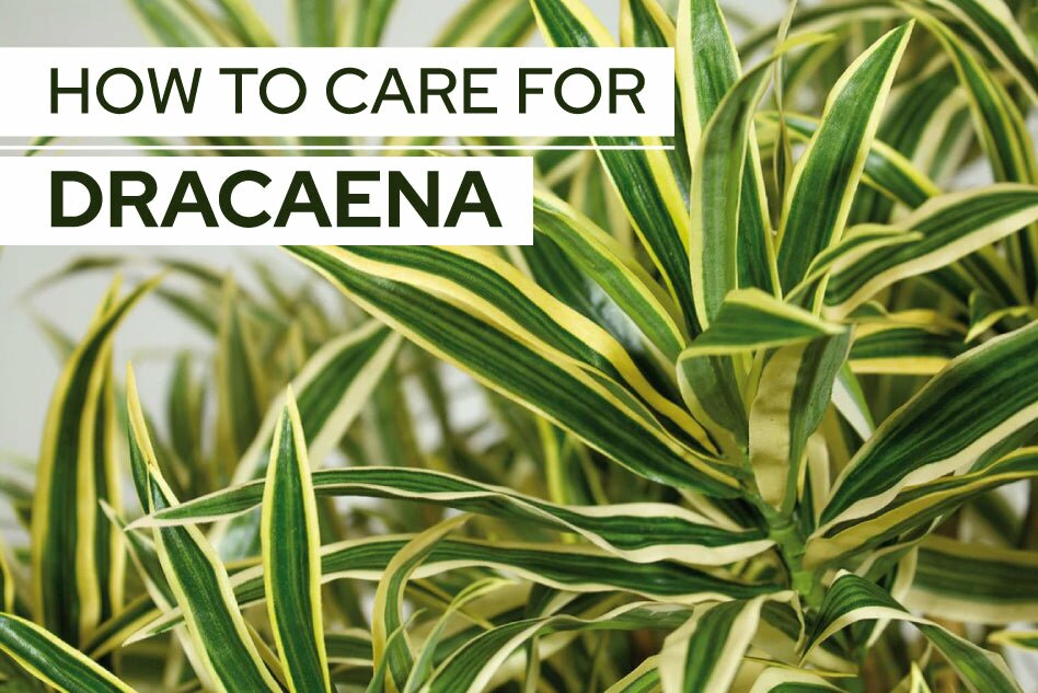 How to Care for Dracaena, Dracaena Plants Care Guide