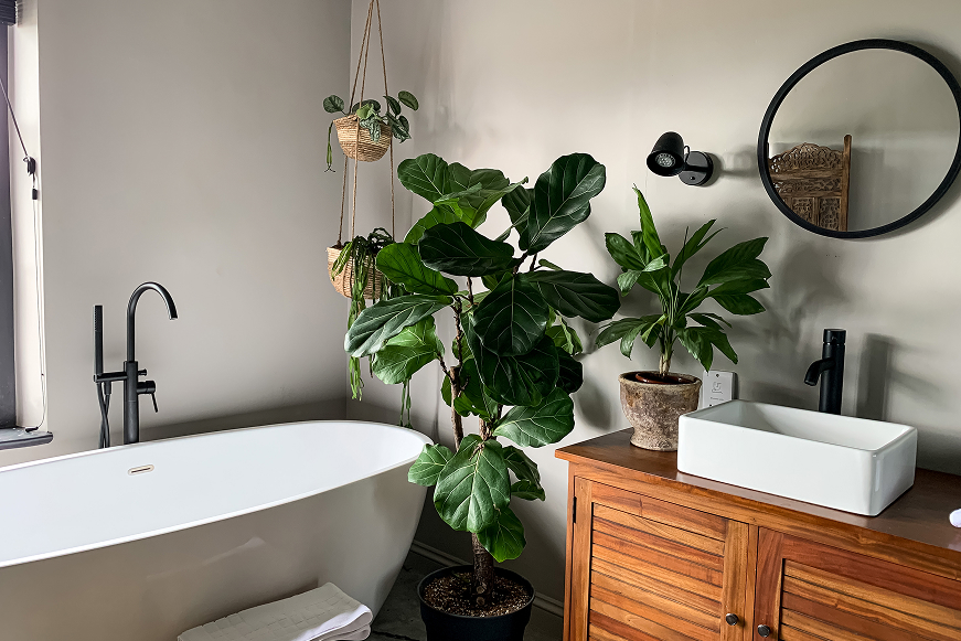 Top 10 Houseplants to Grow in Your Bathroom