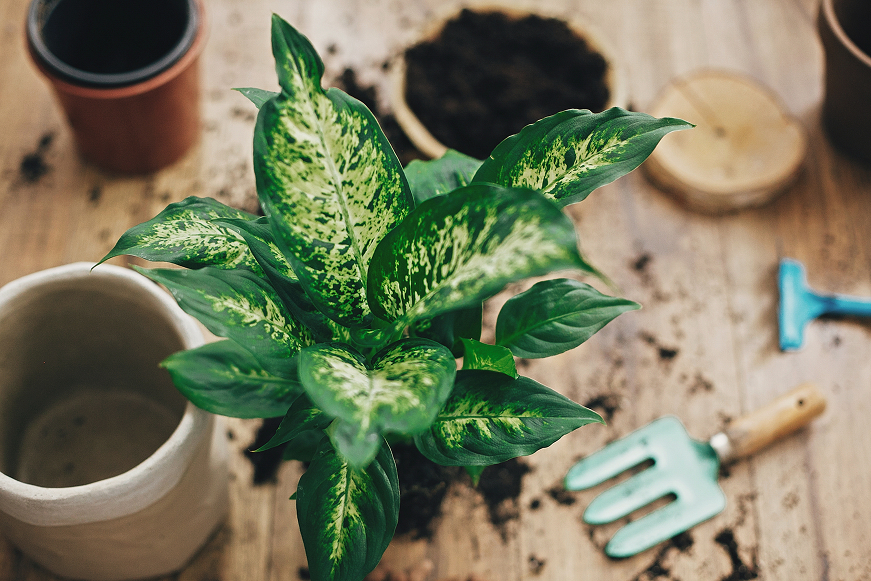 How to Care for Dieffenbachia Dumb Cane Plant