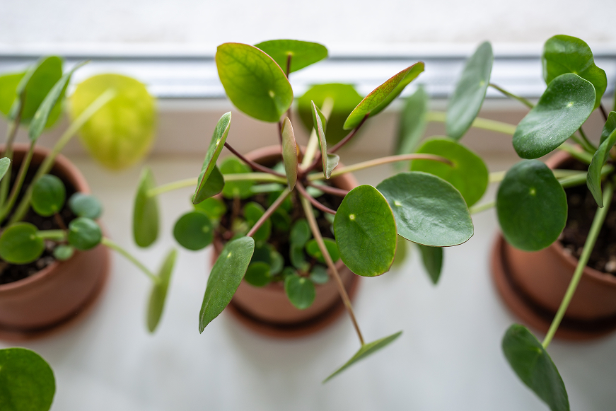 How to Care for Peperomia, Pepreromia Plants Care Guide