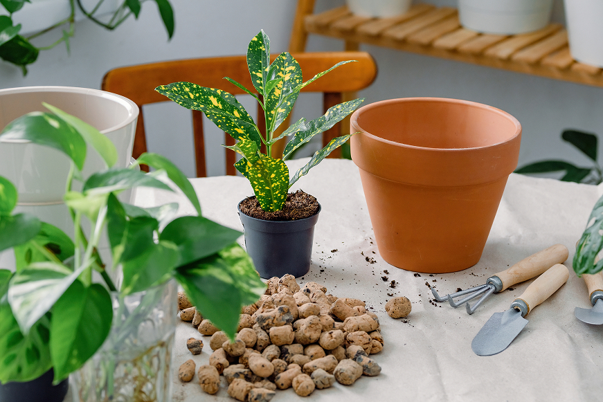 How to Care for Houseplants in LECA