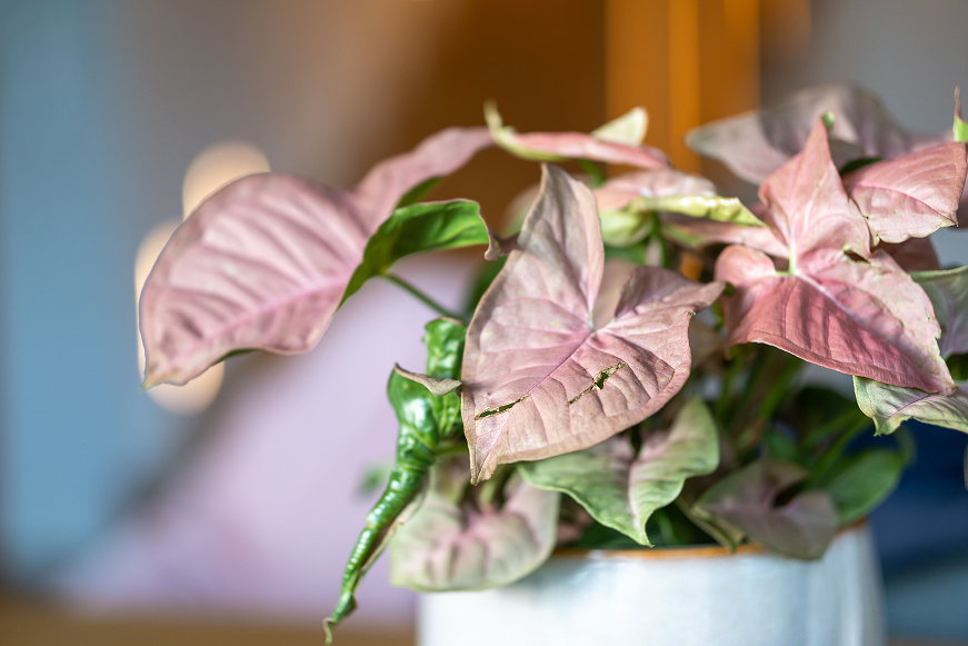 How to Care for Syngonium Neon Robusta, Syngonium Arrowhead Care Guide