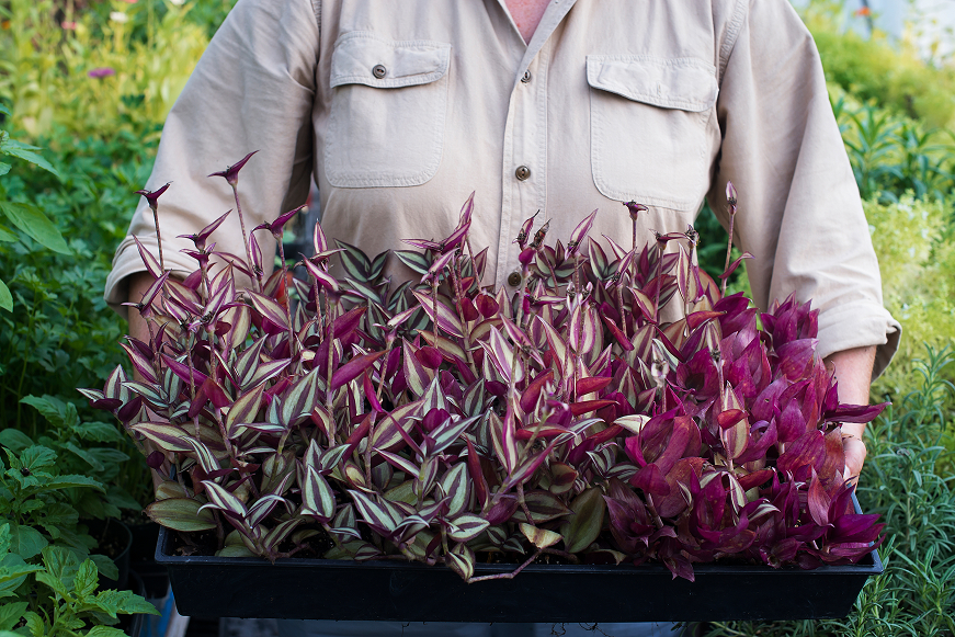 How to Care for Purple Heart Tradescantia Pallida