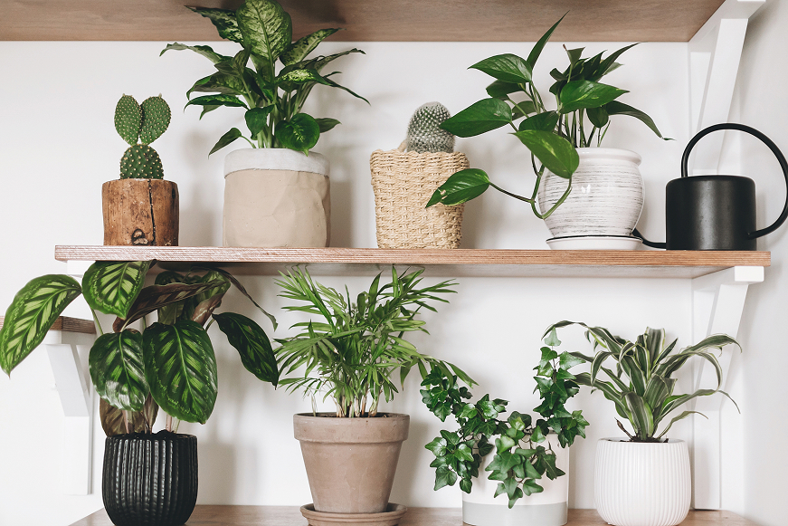 6 tips to get your houseplants ready for fall, how to care for houseplants in fall, houseplants autumn care guide