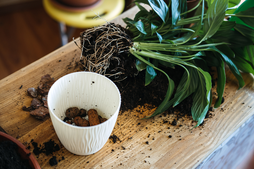 Root rot treatment for houseplants, How to save your root rot houseplants