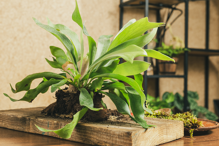 Tips to Grow and Care for Staghorn Fern, Staghorn Fern Care Guide, Staghorn Fern for Home Office Decoration