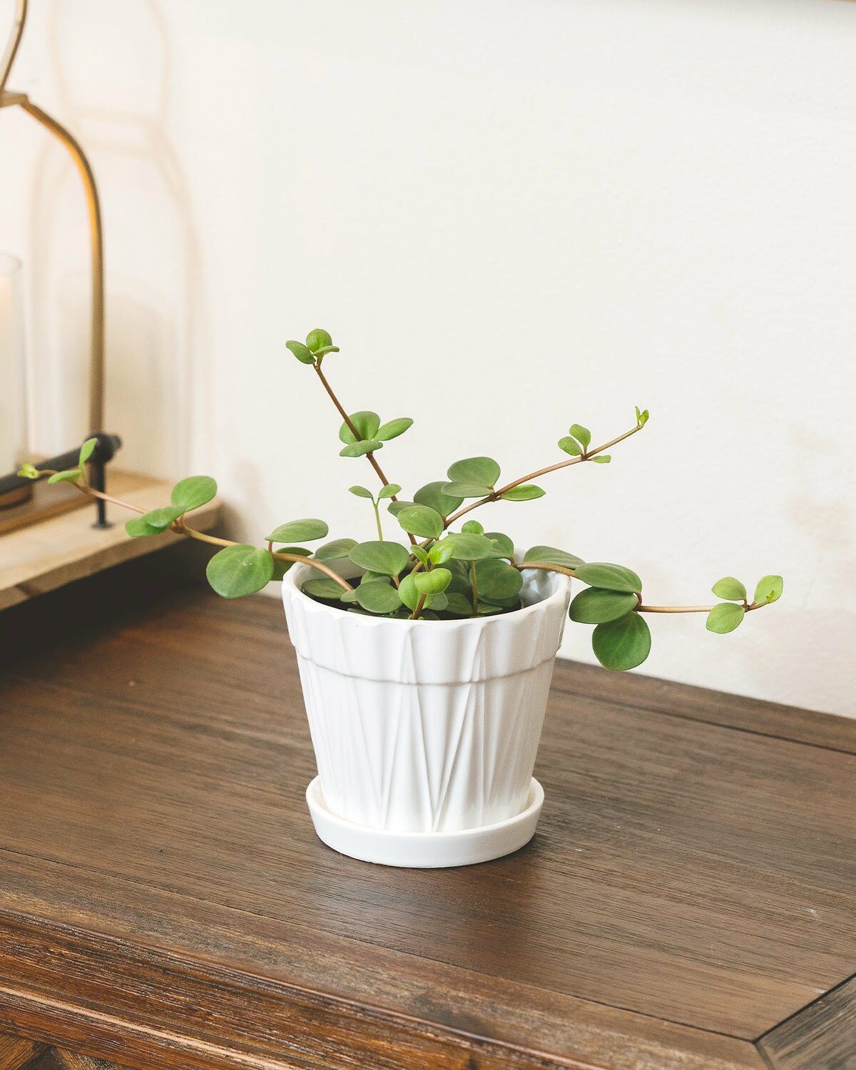 peperomia hope, rare houseplant collection