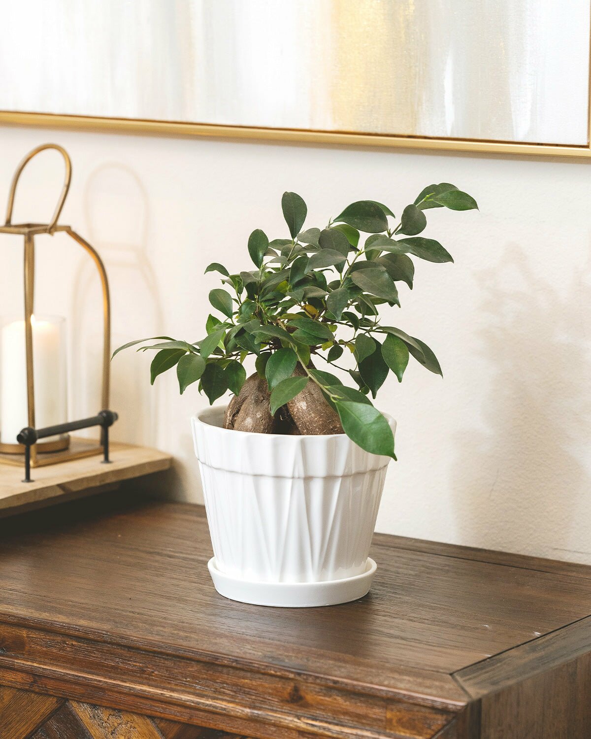 Collection of Tree Type Houseplants, Best Indoor Tree for Your Home