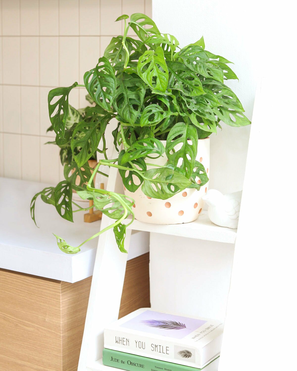 Most Popular Houseplants, Collection of Best Selling Indoor Houseplants