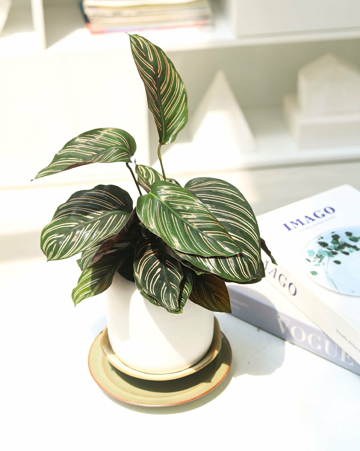 Collection of Beautiful Foliage and Flowering Houseplants