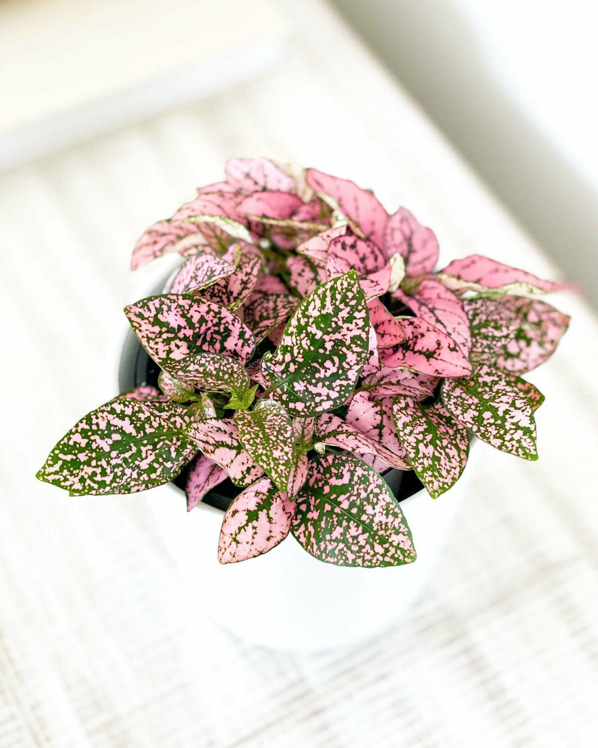 Different Types of Hypoestes Phyllostachya Polka Dot Plants 