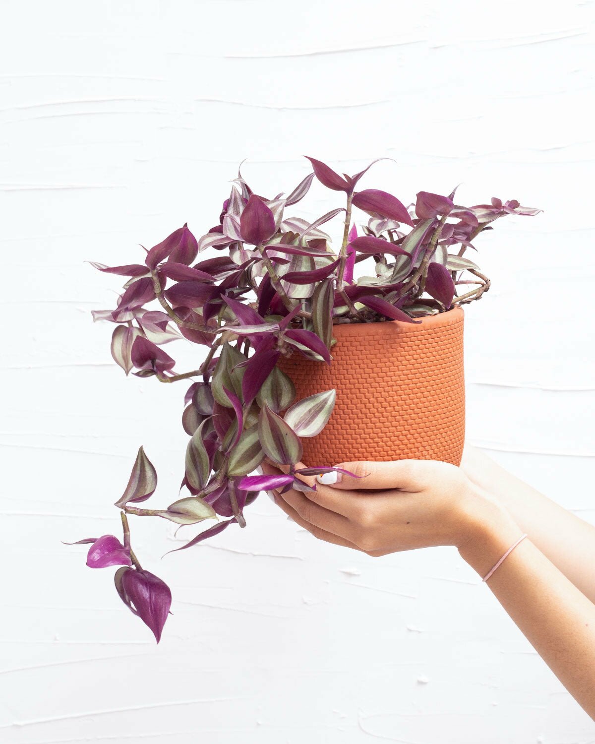 Collection of Indoor Tradescantia Plants
