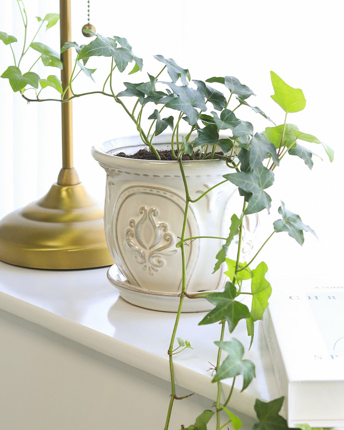 ivy plant, english ivy plant, ivy plant indoor, ivy indoor plant, indoor ivy plant types, hanging ivy plant