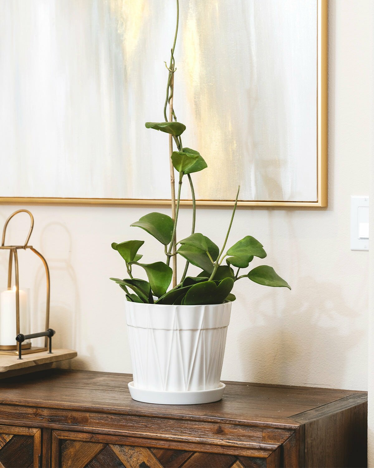 Flowering Houseplants to Add Color to Your Home, Beautiful Blooming Houseplants You Can Grow 