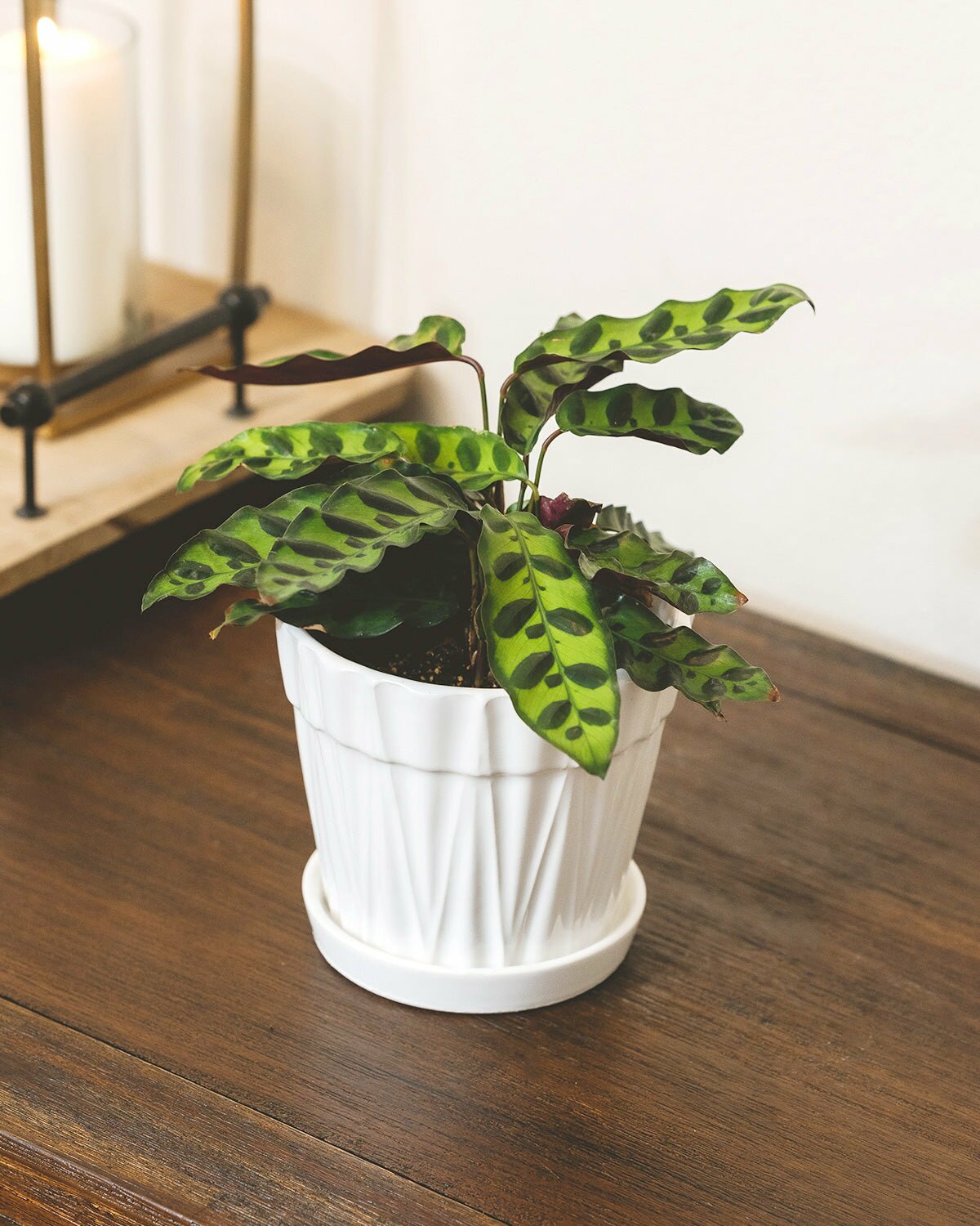 Collection of Colorful Foliage Plants Houseplants, Houseplants with Colorful Leaves to Brighten Your Home