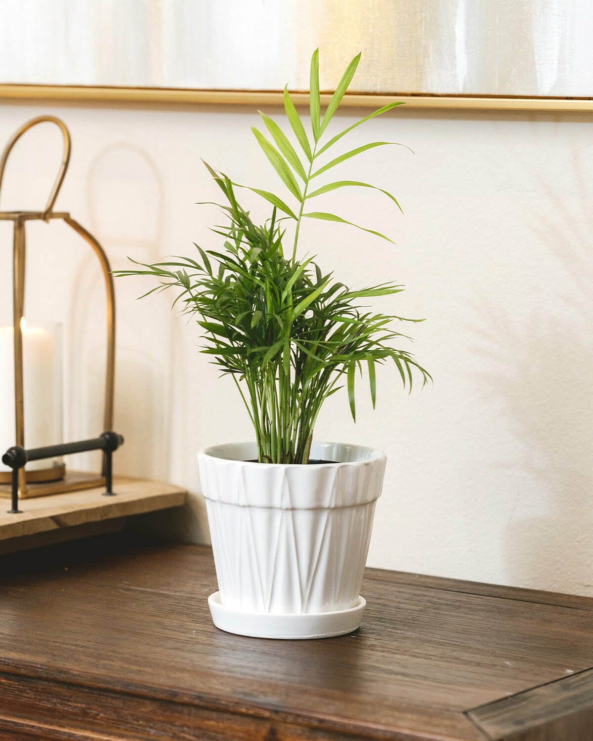 Easy and Low Light Houseplants for Any Home
