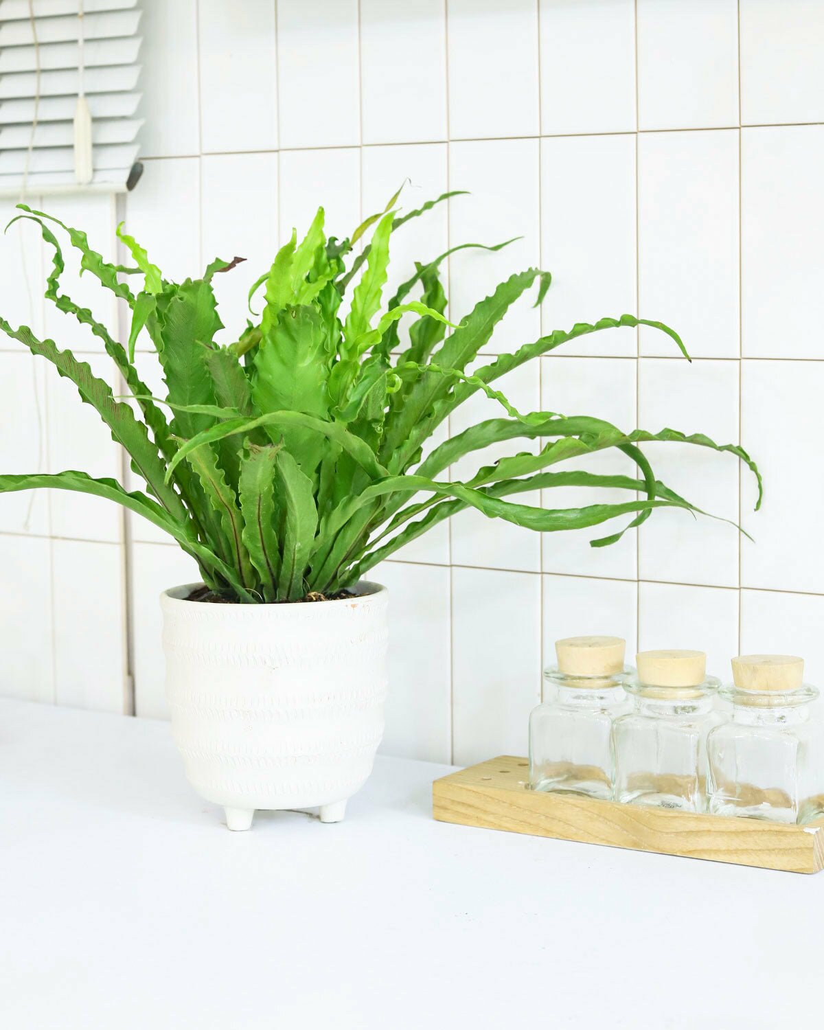 Indoor Ferns for Sale Online, Types of Ferns to Add to Your Houseplant Collection, Indoor Ferns That Make the Best Houseplants