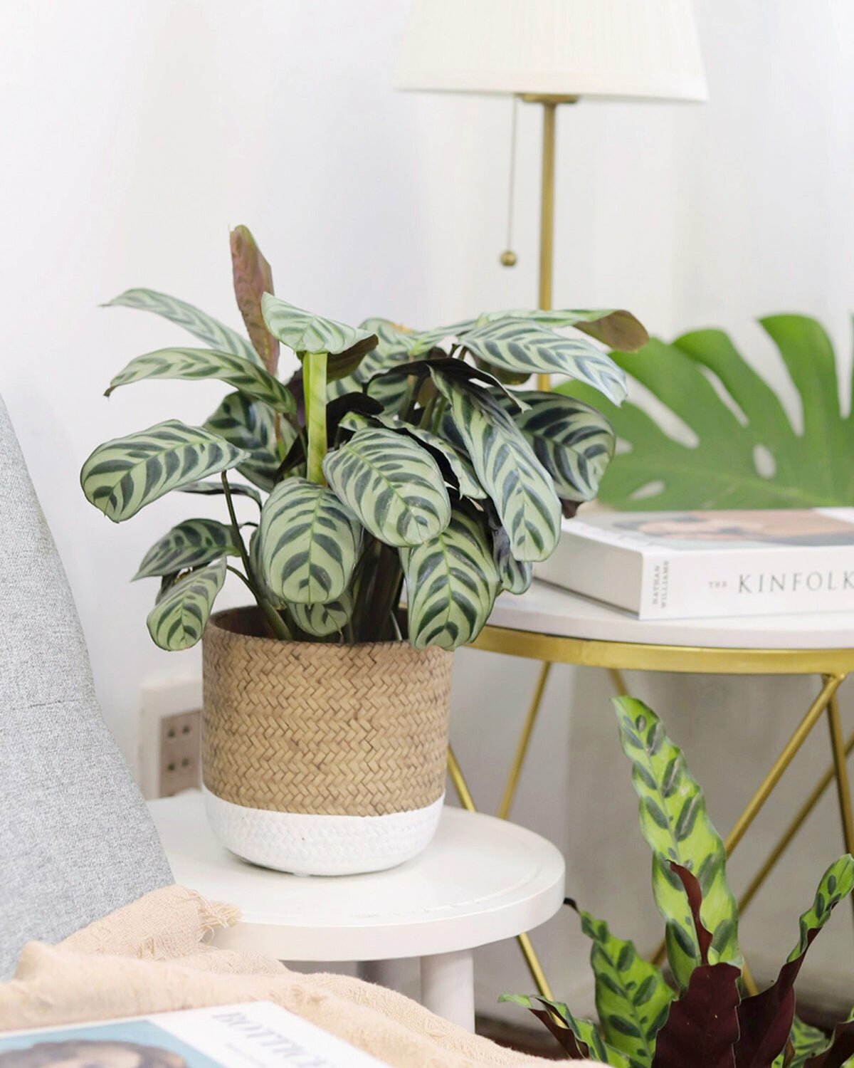 Collection of Calathea Types with Colorful Foliage Leaves, Varieties of the Calathea Plant for Your Home Office