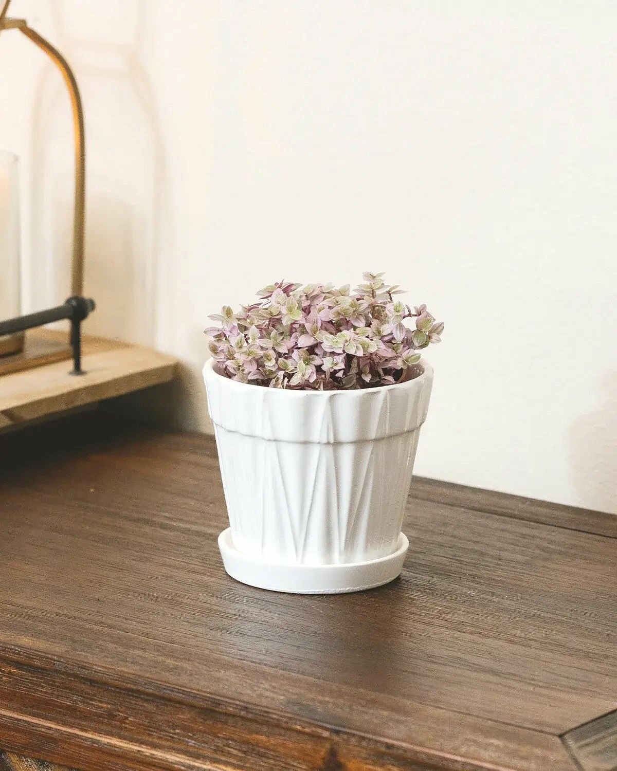 plants for sale, air plants for sale, house plants for sale, live plants for sale, nursery near me plants for sale, indoor plants for sale, house plants on sale, plants for sale online,rare plants for sale