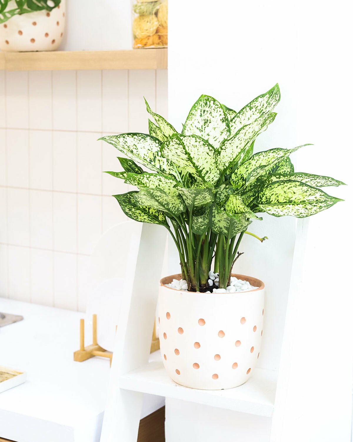 Collection of Dieffenbachia Houseplants, Buy Dieffenbachia Indoor Plants Online