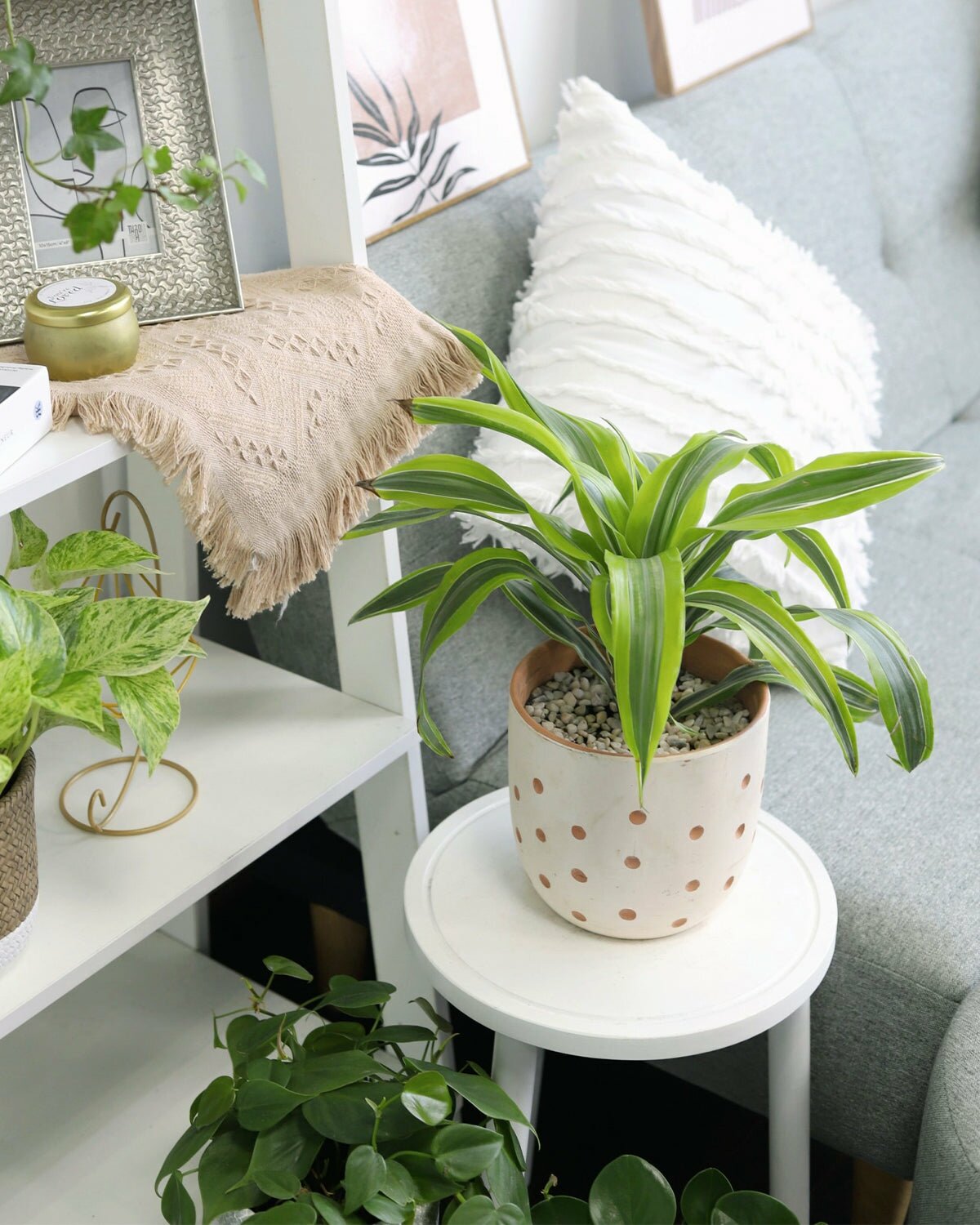 Best Types of Dracaena Plants to Grow Indoors, Types Of Dracaena Houseplants for your home or office