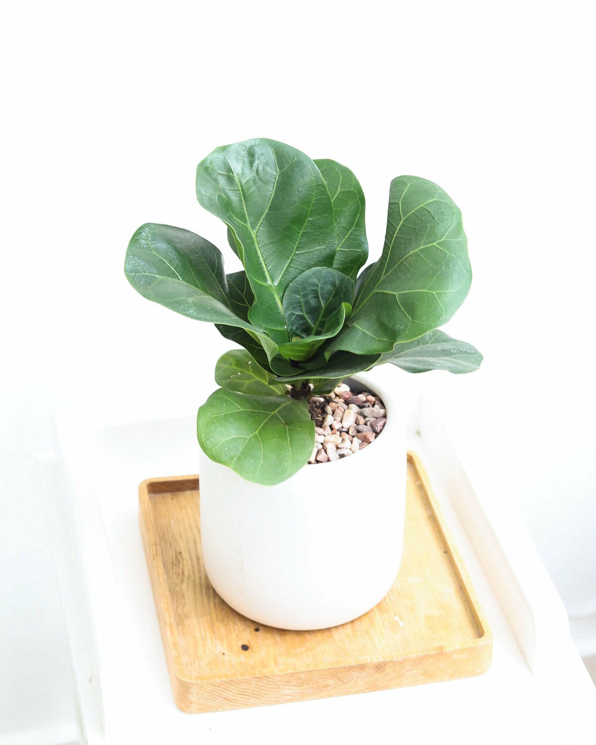 Top Types Of Ficus Trees for Home Office