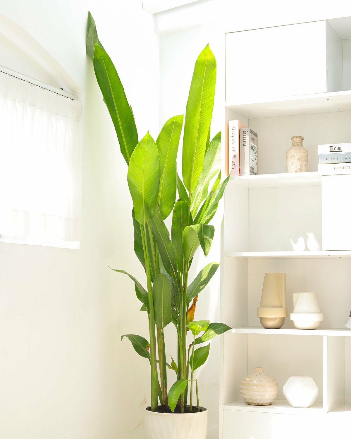 Collection of Large Indoor Houseplants