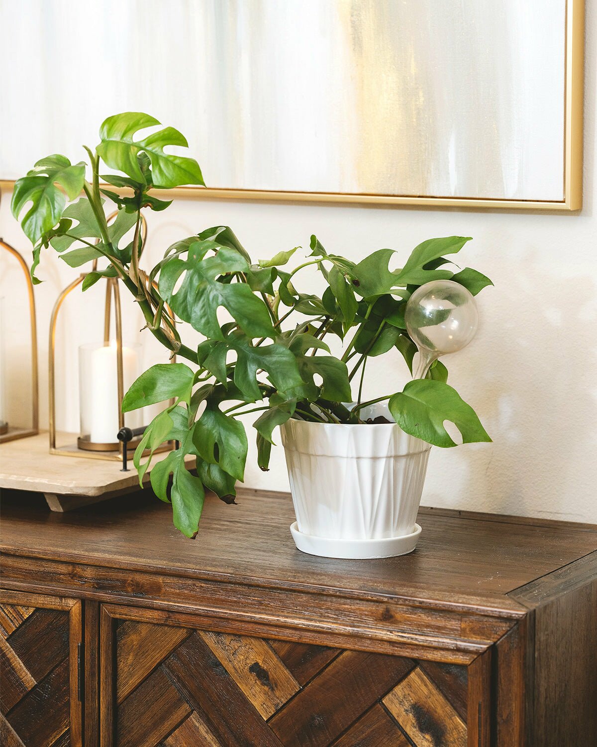  New Arrivals Collection Best Plant Friend, The newest arrivals of houseplants at the Best Plant Friend