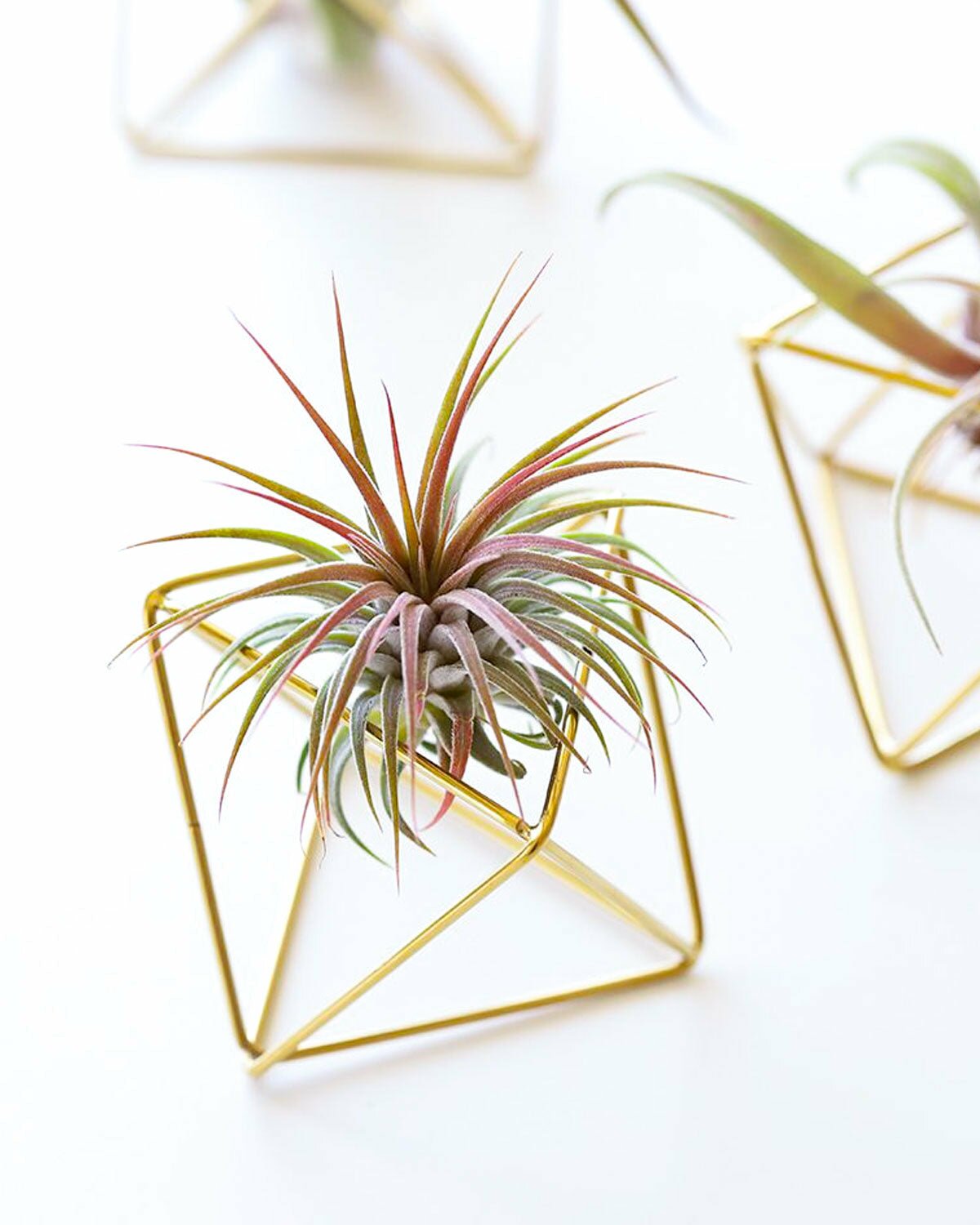 Unique Collection of Live Air Plants, Wide Selection of Tillandsia Varieties, Air plants for sale online