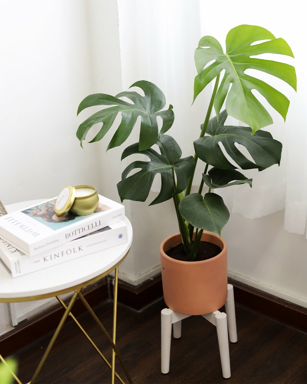 monstera plant, monstera deliciosa, monstera adansonii, mini monstera, swiss cheese monstera, types of monstera