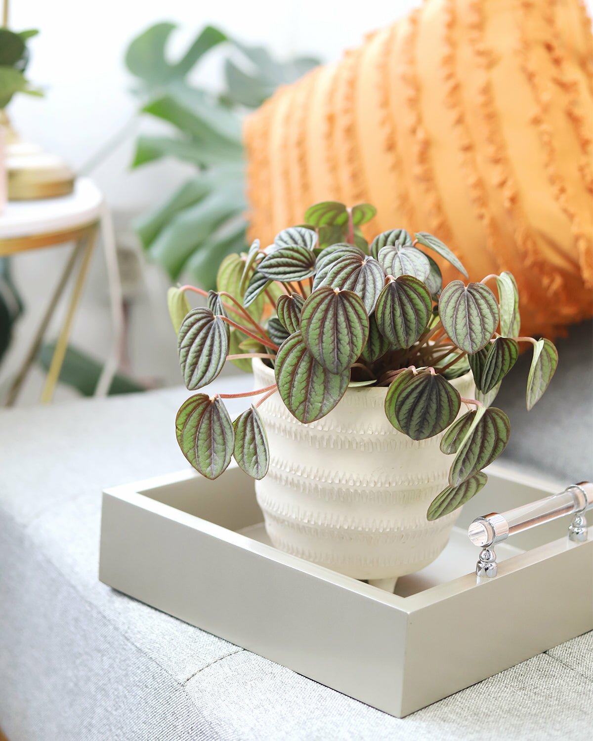 Peperomia, Peperomia plants, Peperomia for sale, buy Peperomia online, Peperomia in california