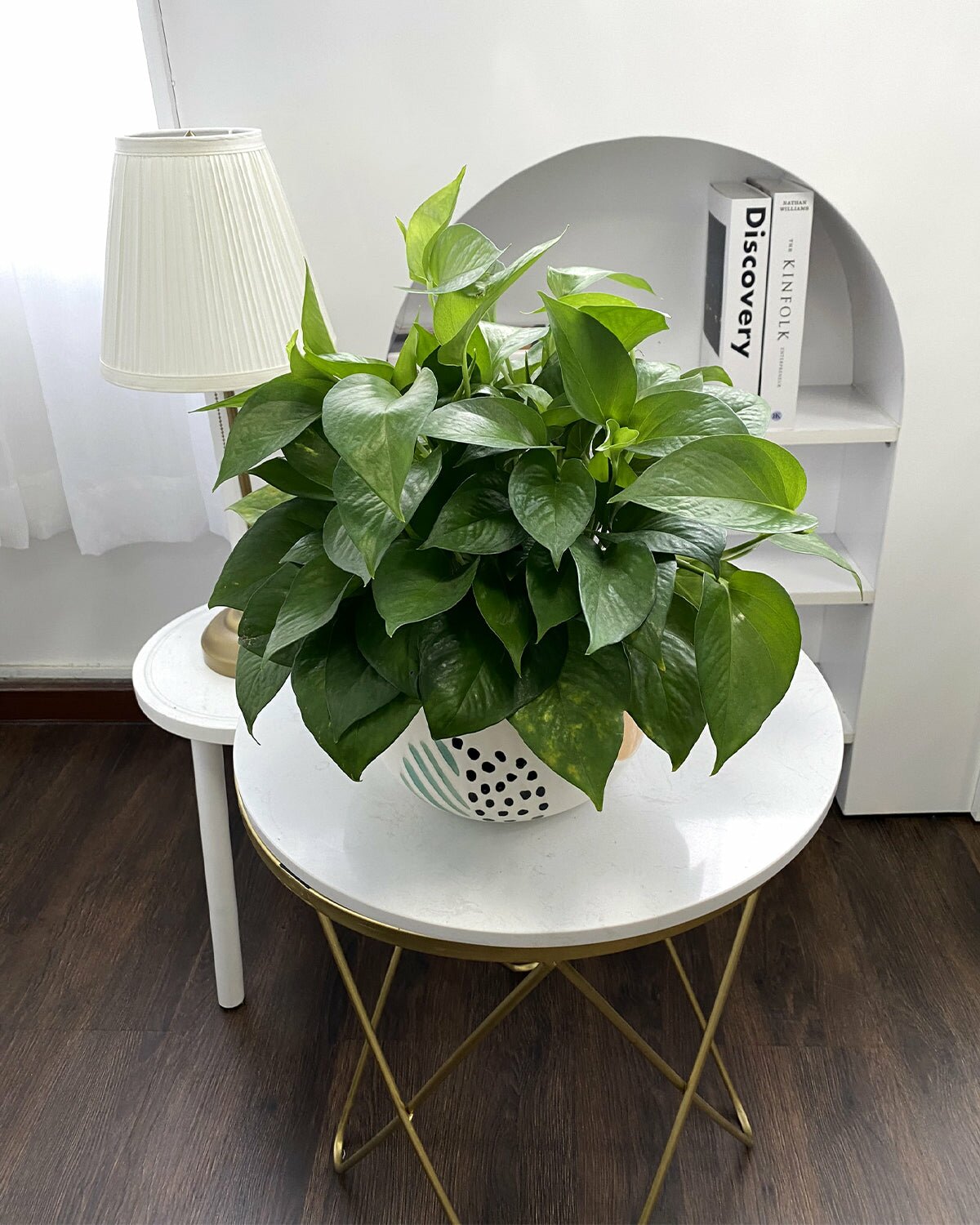 Different Types Of Pothos Varieties, Types of Pothos to Add To Your Plant Collection